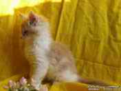 Hera